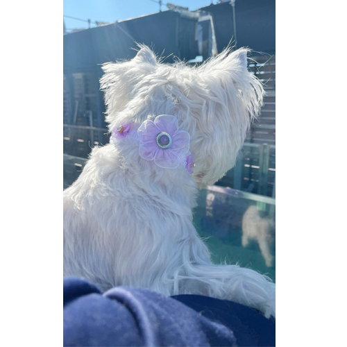 生徒が撮影したモデル犬写真③
